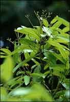 Cassia Bark Extract/Cassia Twig Extract/Cinnamomum cassia Presl